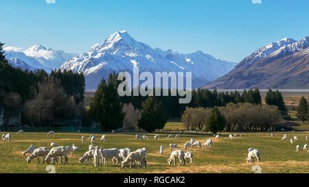 Close up di NEO tosatura pecore al pascolo in una fattoria con la nuova zelanda Mt Cook in distanza Foto Stock