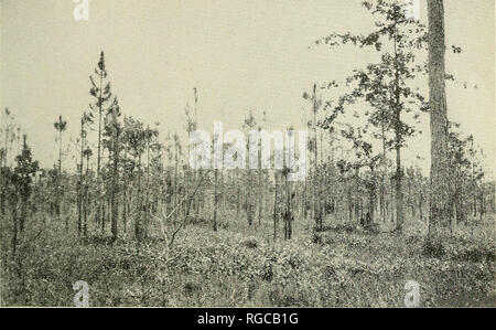 . Bollettino dell'U.S. Dipartimento di Agricoltura. Agricoltura; l'agricoltura. Eul. 1051, U. S. Dipartimento di Agricoltura. Piastra XV.. Fig. 1.-Dopo essere stato protetto per un periodo di 5 anni, questa peccio era defogliati dal fuoco (nel febbraio 1917) fino ad una altezza di circa 3 metri. La fotografia è stata scattata nella seguente aprile, quando le nuove foglie sono state cominciando a mostrare.. Si prega di notare che queste immagini vengono estratte dalla pagina sottoposta a scansione di immagini che possono essere state migliorate digitalmente per la leggibilità - Colorazione e aspetto di queste illustrazioni potrebbero non perfettamente assomigliano al lavoro originale. Regno St Foto Stock
