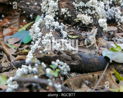 Cluster di Fairy Inkcap funghi che crescono su un albero morto sul pavimento di una foresta pluviale Foto Stock