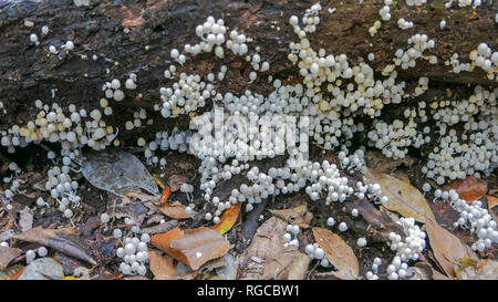 Cluster di Coprinellus disseminatus funghi che crescono su un albero morto sul pavimento di una foresta pluviale Foto Stock