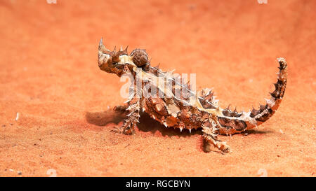 Un australiano spinosa dragon lizard su un suolo sabbioso trasforma la sua testa e si guarda intorno Foto Stock