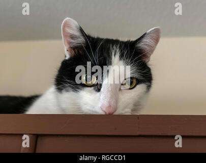 Black & White cat face Foto Stock