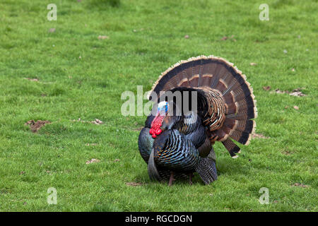 Un grande maschio della Turchia con le sue piume spargere le passeggiate intorno sulla molla di erba. Foto Stock