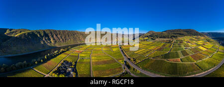 Germania, Cochem-Zell, Biedern, vigneti, Rueberberger Domherrenberg Foto Stock