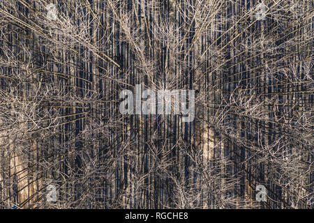 La Germania, il Land Brandeburgo, Treuenbrietzen, foresta dopo l incendio di foresta, dal di sopra Foto Stock
