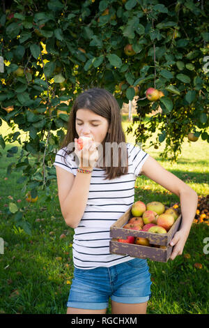 Ragazza di mangiare appena raccolto apple Foto Stock