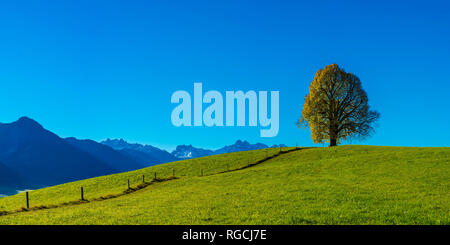 Friedenslinde (Tilia) auf der Wittelsbacher Hoehe, 881m, Illertal, Allgaeu, Bayern, Deutschland, Europa Foto Stock