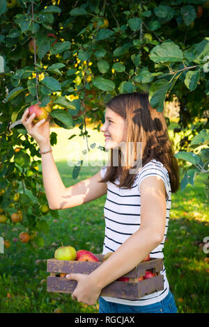 Ragazza sorridente picking apple dalla struttura ad albero Foto Stock