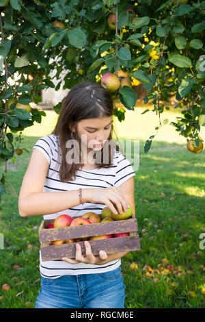 Ragazza con mele raccolte in una scatola di legno Foto Stock