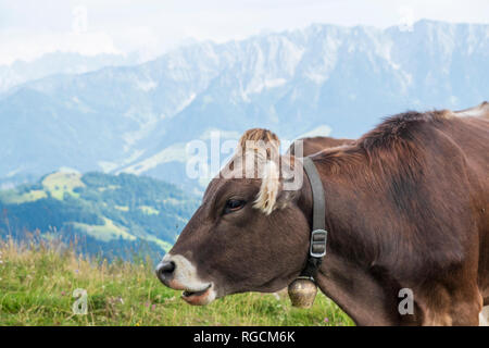 Mucca con la campana di vacca Foto Stock