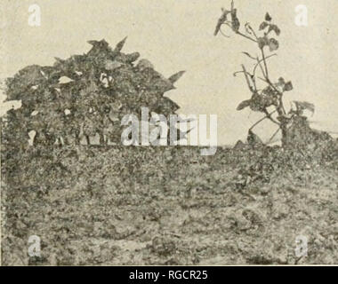 . Il bollettino della Carolina del Nord del dipartimento dell'agricoltura. Agricoltura -- North Carolina. Il bollettino. 13 il più sviluppo superficiale della muffa sullo stelo inferiore e la mancanza di legno interno scolorimento distinguere quest'ultimo. La causa di questa malattia è causata dal fungo Fusarium tracheiphi- lum. Essa è strettamente simili per forma e abitudini per il fungi causare wilts di cotone, anguria, pomodoro, patata irlandese, patate dolci, ecc. Ma il cowpea fungo sembra non essere in grado di infettare tali piante, e il cowpea per non essere suscettibile all'altra appassire i funghi. Tuttavia, due o più Foto Stock