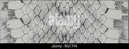 . Bollettino del Museo di Storia Naturale e zoologia. . Si prega di notare che queste immagini vengono estratte dalla pagina sottoposta a scansione di immagini che possono essere state migliorate digitalmente per la leggibilità - Colorazione e aspetto di queste illustrazioni potrebbero non perfettamente assomigliano al lavoro originale. Museo di Storia Naturale (Londra). Andover : intercettare Foto Stock