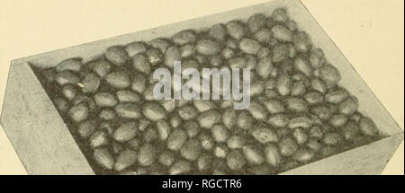 . Bollettino del North Carolina frutto terreni in vendita. Frutti-coltura. 44 frutto terreni in vendita. alta dissodamento, spruzzato e potatura ogni anno. Terreno di argilla sabbiosa e argilla. Buona Casa, granaio, stalle e annessi. Chiese e classificato scuola 2 miglia. Vicino stazione ferroviaria % miglio. Prezzo di $6.500. Applicare al W. G. Grainger. Goldsboro. Wayne County, N. C.. 1^ 14.-pacchetto commerciale di le noci pecan. No. 105. 243 ettari Altitudine 3.300 piedi. Cuscinetto 1.000 peschi; 400 portante gli alberi di apple; 400 giovani alberi; 100 pere; 25 le ciliegie e 10 le prugne. Alberi coltivati, spruzzato e potato. 40 acri cancellata; 200 acri in Foto Stock