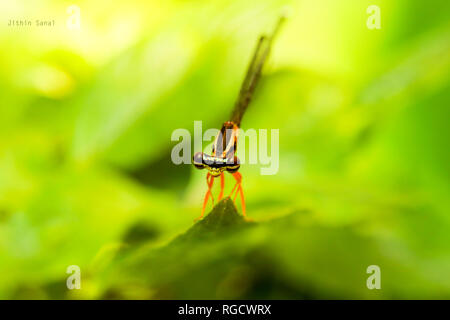 Un'immagine ravvicinata di un'affascinante libellula seduta su una foglia alla luce del mattino. Foto Stock