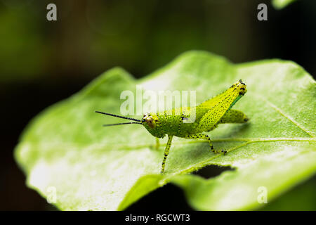 L'immagine macro rivela una cavalletta delicatamente adagiata su un fiore in erba, mostrando l'intricata bellezza della natura. Foto Stock