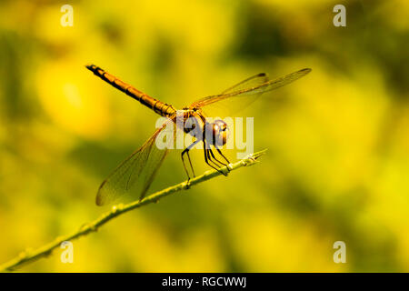 Foto ravvicinata di una libellula unica arroccata su una foglia nel giardino durante la luce del sole del mattino. Foto Stock