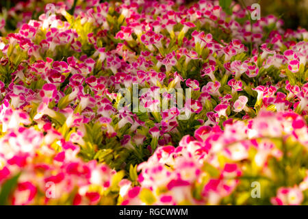 La fotografia macro cattura il fascino dei colorati fiori esotici, sia in natura che in giardino. Foto Stock