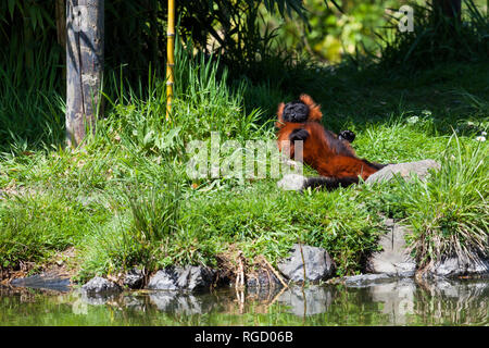 Un Rosso lemure Ruffed posa al sole di primavera su una banca erbosa accanto ad un laghetto. Foto Stock