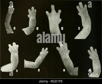 . Bollettino del sud della Accademia delle Scienze della California. Scienza e storia naturale; storia naturale. Bri.MI.. So. Cm.. .Viah. S( i. 1945 Bulruchoboijs. liilLon. La piastra 32 mani e piedi di varie sottospecie di Batrachoseps attenuatus, molto ingrandita. 1. A sinistra il piede anteriore B.a.l. 2. Anteriore destra sul piede B.a.a. 3. Diritto hind piedi B.a.p. 4. A sinistra il piede di cerva B.a.m. Tutti in prima fila sono da sopra. 5. Anteriore destra sul piede B.a.c. 6. A sinistra il piede anteriore B.a.c. dal di sotto. 7. A sinistra il piede anteriore B.a.p. 8. Anteriore destra sul piede B.a.a. Tutti in seconda fila ma 6 dal di sopra. Dito della mano o del piede 1 è il più piccolo in ciascuna. 128. Motivi Foto Stock
