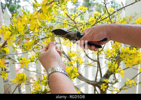 Senior maschili decorazione mani nuovo anno cinese/capodanno nuovo anno lunare con fiore fiore giallo di fronte a casa. Foto Stock