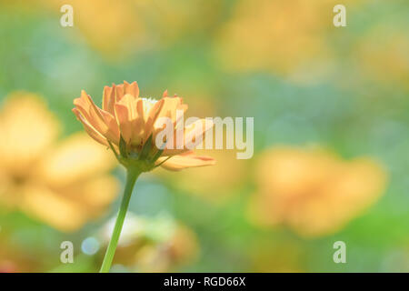 Un cluster di giallo COSMICO COSMOS fiore in giardino Foto Stock