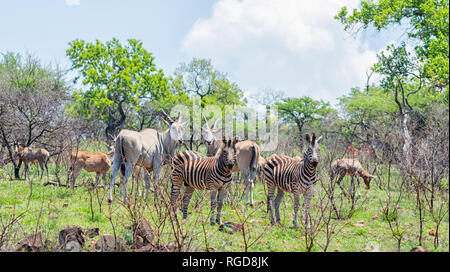 Eland, Zebra e Hartebeest nel sud della savana africana Foto Stock