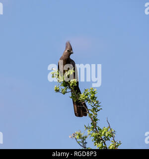 Grigio di un go-away-uccello appollaiato in un albero nel sud della savana africana Foto Stock