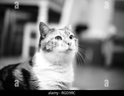 Simpatico ritratto di certi gravi cat - immagine in bianco e nero Foto Stock