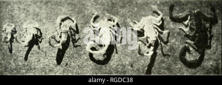 . Bollettino del sud della Accademia delle Scienze della California. Scienza e storia naturale; storia naturale. Comportamento di scorpione 79 cattività è stata mantenuta viva per 5 anni (Fig. 6) senza raggiungere ma- turity. Altri scorpioni di circa questa dimensione mantiene vivo nella pac- tivity per oltre un anno non subisce ecdysis. Anche se a. La figura 6. C. sculpturaius nel suo settimo. instar immatura e circa tvvo-tliiids noi- mal lunghezza. Primo exuviae instar non mostrato. campione di Hadrurus hirsutus (legno), prese a Yuma, Arizona, misurata 128 mm. (Circa 5 poll.) dal margine anteriore del carapace Foto Stock