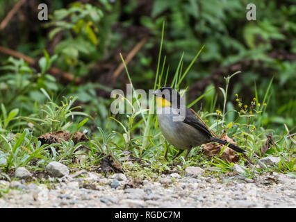 Un bianco-naped Brushfinch (Atlapetes albinucha) foraggio. Costa Rica, America centrale. Foto Stock