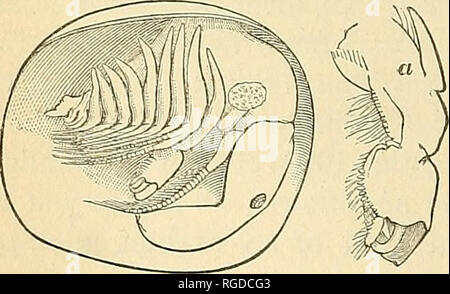 . Bollettino della United States Geological e indagine geografica dei territori. La geologia. 172 bollettino United States Geological Survey. gli spostamenti. Nuotano circa attivamente. Il giovane Estlierioi sono attivamente strisciando sulla superficie del sedimento. La temperatura della camera piuttosto uniformemente 68Â°, raramente oltre 70Â° durante il giorno, abbassandosi di notte a 50O o 40O." le collezioni fatte dal dottor Coues erano da nord linea di confine degli Stati Uniti, latitudine 49Â° nord, nel territorio del Montana, e sono di grande interesse, dalla scoperta di un genere {Lepidurus) nuovo a moderato Nort Foto Stock