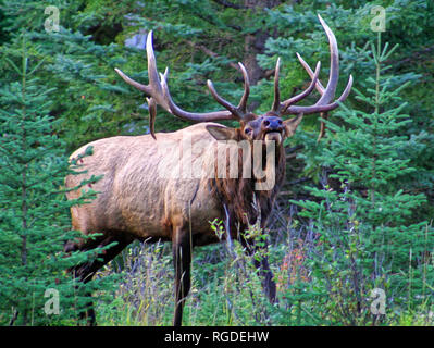 38,618.01045 sperimentato enorme vecchio elk bull (Cervus canadensis) in postura di rut pronti e disposti a combattere per proteggere la sua mandria da maschio adulto intrusi Foto Stock