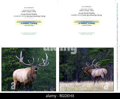 38,618.01056-b & 38,618.01067 Fotografia Foto Nota Card Carte, due 5x4 orizzontale su 11x8,5 carta (print cut piega), Bull elk bugling rientrano nel solco Foto Stock