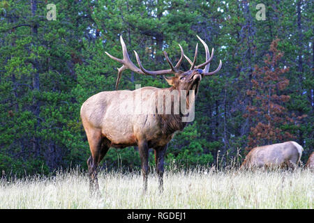 38,618.01057 sperimentato enorme vecchio elk bull (Cervus canadensis) in postura di rut pronti e disposti a combattere per proteggere la sua mandria da maschio adulto intrusi Foto Stock