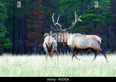 38,618.01066 ansiosi ed entusiasti per adulti di corporatura robusta elk allevamento bull in chiacchiere rut e aggressivamente trailing dopo la mucca che è quasi pronto per essere allevati, razza Foto Stock