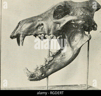 . Bollettino del sud della Accademia delle Scienze della California. Scienza e storia naturale; Storia Naturale -- California. Il gigante americano Wolf. Canis occidentalis. Il gruppo di canino è rappresentato dal lupo, due specie, il coyote, la volpe e il cane domestico. Il coyote e Wolf sono estinte, ma la fox è abbastanza probabile che la nostra vita di specie di grigio. Il grande Wolf è stato un eccessivamente grande, anche esuberante il nostro più grande esemplari vivi. A giudicare dalla forza delle ossa deve essere stata più goffo e flotta in meno rispetto ai nostri coyote. Di questo lupo, poco finora è stato trovato, ad eccezione di un paio di teet Foto Stock