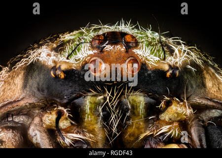 Ritratto di un ragno orbweaver Foto Stock