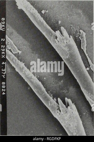 . Bollettino del Museo di Storia Naturale e zoologia. 44 T.G. PILLAI e H.A. Dieci Hove. Si prega di notare che queste immagini vengono estratte dalla pagina sottoposta a scansione di immagini che possono essere state migliorate digitalmente per la leggibilità - Colorazione e aspetto di queste illustrazioni potrebbero non perfettamente assomigliano al lavoro originale. Museo di Storia Naturale (Londra). Andover : intercettare Foto Stock