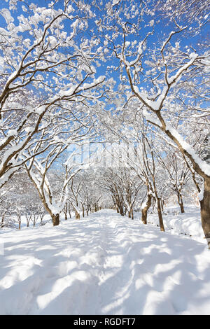 Incantevole paesaggio invernale in Naejangsan national park, la Corea del Sud. Foto Stock