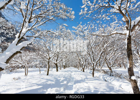 Incantevole paesaggio invernale in Naejangsan national park, la Corea del Sud. Foto Stock