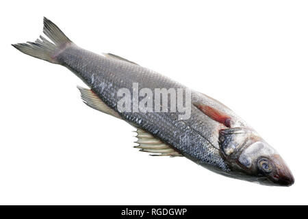 Il fresco del mare cancellato il raggruppatore spigola pesce è preparato per la tostatura. Isolato su bianco studio macro Foto Stock