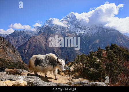 Yak nella Valle del Khumbu, Khumjung, Nepal Foto Stock