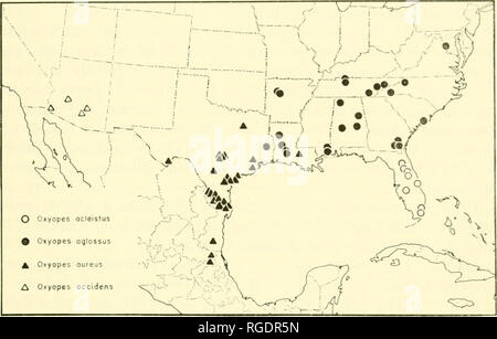 . Bollettino del museo di zoologia comparativa a Harvard College. Zoologia. BRADV : LVNX SI'IDKIJS DEL NORD A.MKKiCA 4()1 giugno 1954, 9 (NB). Texas. Aransas; Ataeosa; Bee; Brazoria; Brewster; Calhoun; Cameron; Dallas; Harris; HidaljiO; San Patricio ; Starr; Travis. Messico. Tamaiilipas. Rio (jnalolcjo vicino Forloii, 16 apr. 1938, S 9 9 (coperchio, B. Marrone). San Luis Postosi. Iluichilui- aj-un, 19 maggio 1952, $ (MA( WJG, RS), 10 mi. N di Aallcs, 23 luglio 1945, S (A. M. Dame).. Mappa 1 OxYOPES AGLOssus Chamberlin Figure 9-12, 21, 22, 31, 32, 39, 40. :Teletta 1. Oxyopes aglossus Chamberlin, 1929, Ent. News, Foto Stock