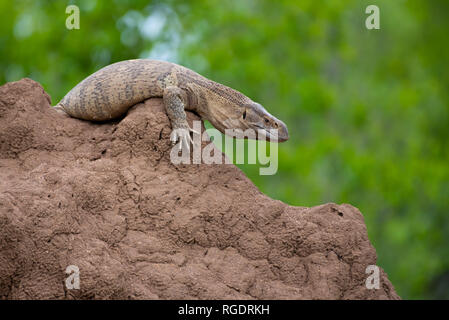 Un monitor lizard fa comodo su un mucchio di ant nel Parco Nazionale di Kruger, Sud Africa. Foto Stock