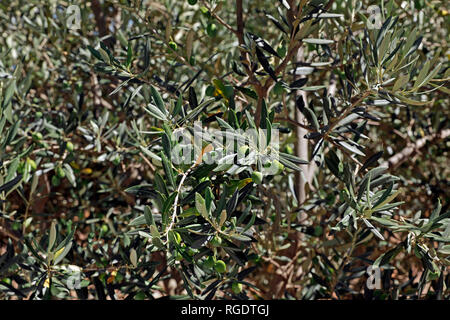 La maturazione delle olive su alberi di Wellington, Provincia del Capo Occidentale, Sud Africa. Foto Stock