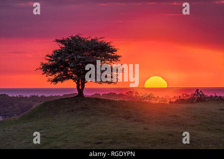 Tramonto sul mare dietro un solitario albero su di una collina in un bellissimo paesaggio pastorale. Osterlen, Skane, Svezia. La Scandinavia. Foto Stock