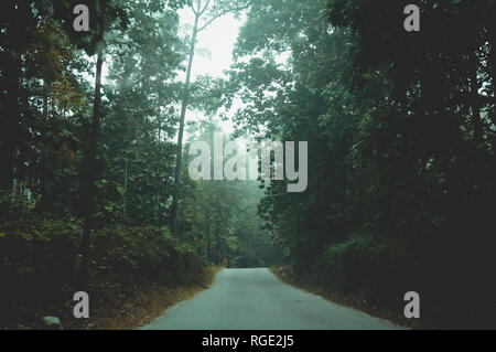 Mystic foggy Forest road nella prima luce del sole. Paesaggio rurale della campagna vuota sporcizia strada bagnata che conduce attraverso la foresta di nebbia di caduta di alberi con lussureggianti foli Foto Stock