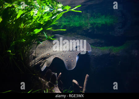 Motoro stingray - Potamotrygon motoro, in un acquario Foto Stock