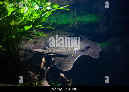Motoro stingray - Potamotrygon motoro, in un acquario Foto Stock