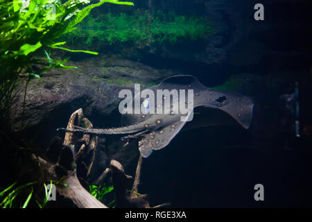 Motoro stingray - Potamotrygon motoro, in un acquario Foto Stock